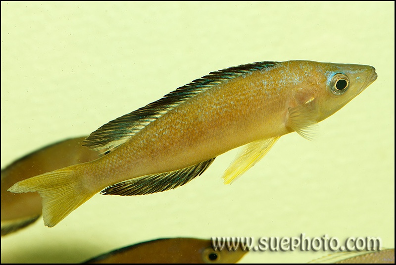 Cyprichromis microlepidotus 'Bulu Point'